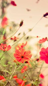 Preview wallpaper flowers, small, many, meadow, red