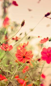 Preview wallpaper flowers, small, many, meadow, red