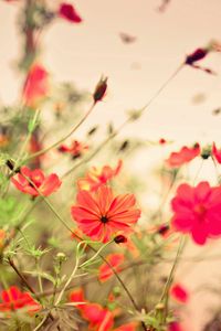 Preview wallpaper flowers, small, many, meadow, red