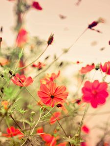 Preview wallpaper flowers, small, many, meadow, red