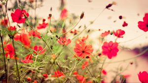 Preview wallpaper flowers, small, many, meadow, red
