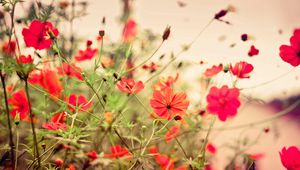 Preview wallpaper flowers, small, many, meadow, red