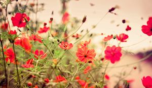 Preview wallpaper flowers, small, many, meadow, red