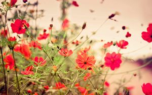 Preview wallpaper flowers, small, many, meadow, red