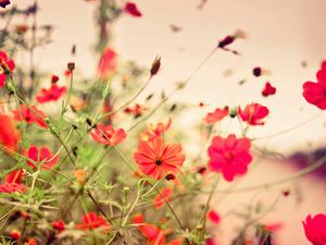 Preview wallpaper flowers, small, many, meadow, red