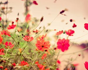 Preview wallpaper flowers, small, many, meadow, red