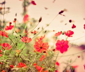 Preview wallpaper flowers, small, many, meadow, red