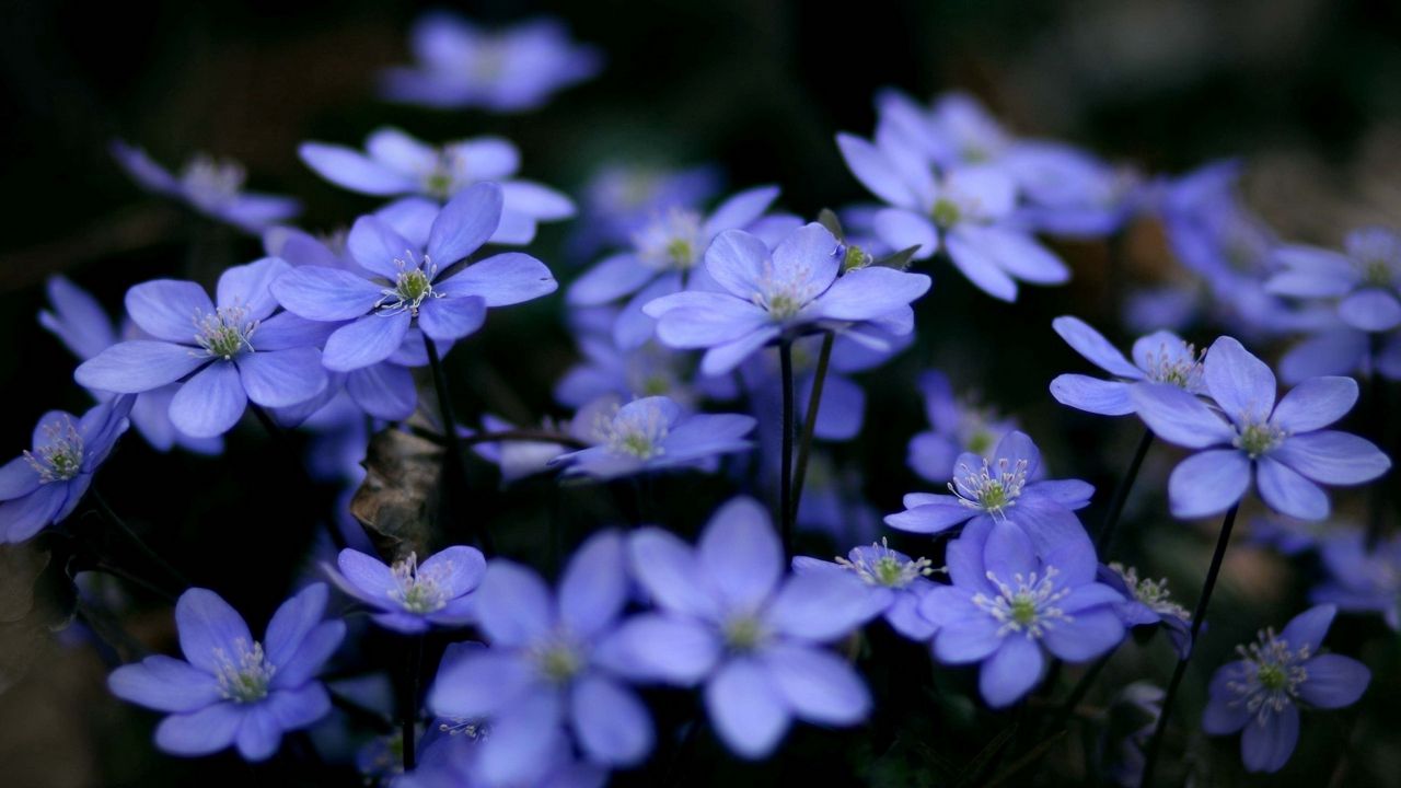 Wallpaper flowers, small, many, close-up