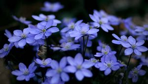 Preview wallpaper flowers, small, many, close-up