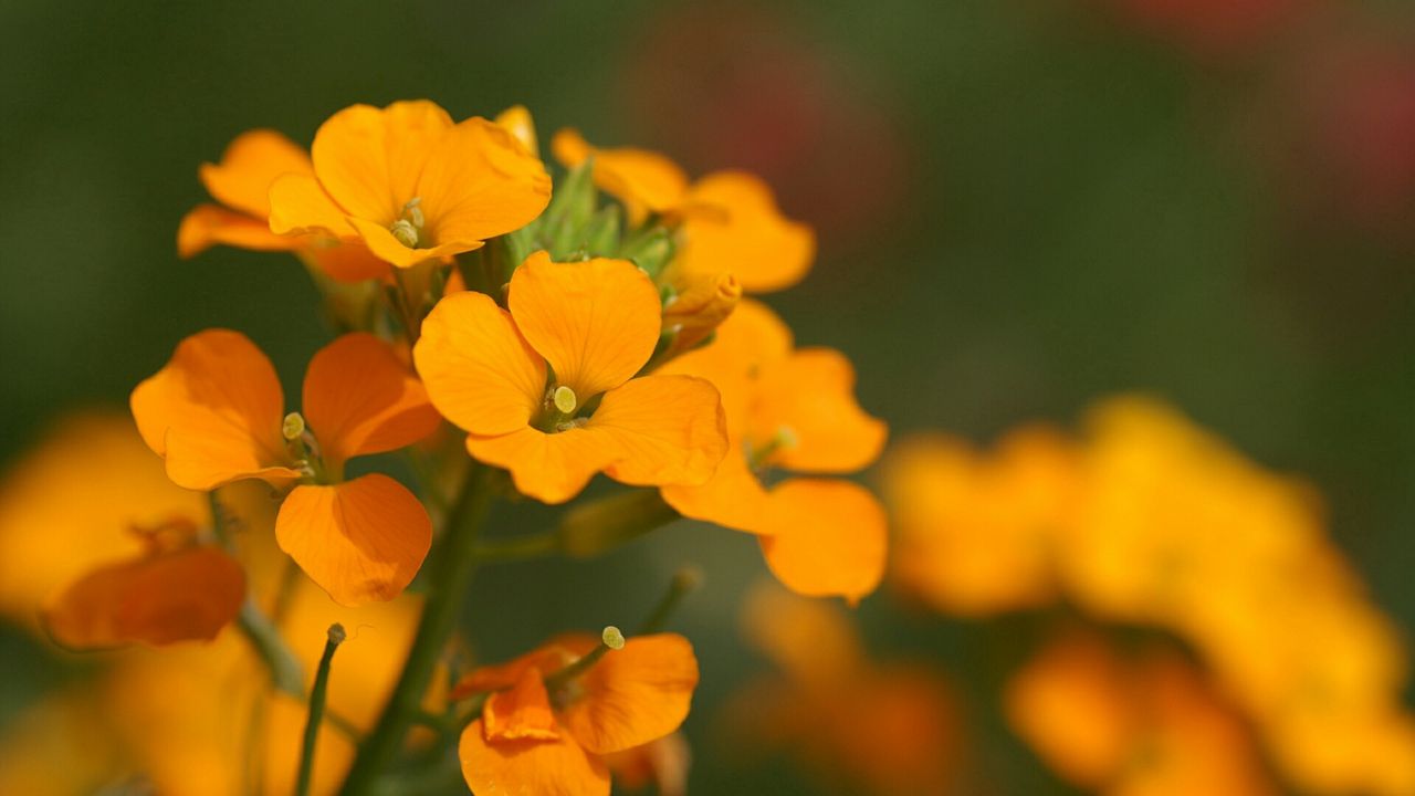 Wallpaper flowers, small, orange, stamens