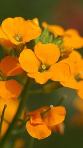 Preview wallpaper flowers, small, orange, stamens