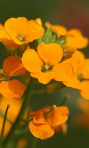 Preview wallpaper flowers, small, orange, stamens