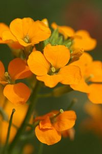 Preview wallpaper flowers, small, orange, stamens