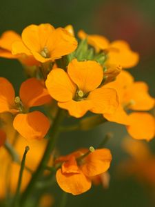 Preview wallpaper flowers, small, orange, stamens