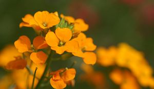 Preview wallpaper flowers, small, orange, stamens