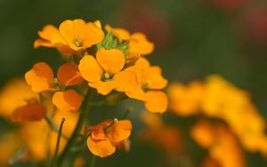 Preview wallpaper flowers, small, orange, stamens