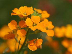 Preview wallpaper flowers, small, orange, stamens