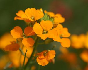 Preview wallpaper flowers, small, orange, stamens