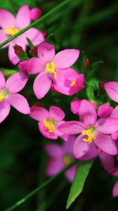 Preview wallpaper flowers, small, petals, herbs