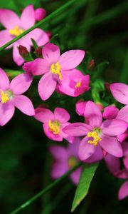 Preview wallpaper flowers, small, petals, herbs