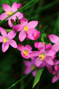 Preview wallpaper flowers, small, petals, herbs