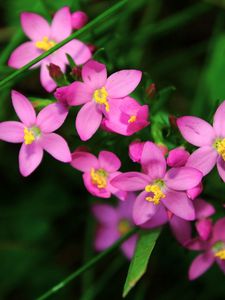 Preview wallpaper flowers, small, petals, herbs