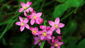 Preview wallpaper flowers, small, petals, herbs