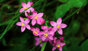 Preview wallpaper flowers, small, petals, herbs