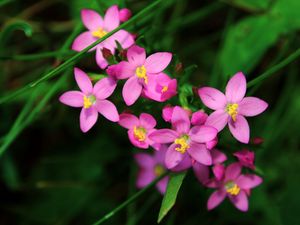 Preview wallpaper flowers, small, petals, herbs