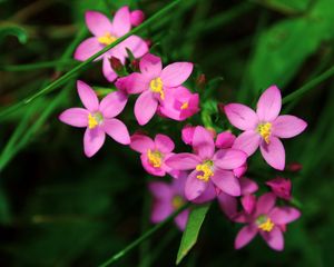 Preview wallpaper flowers, small, petals, herbs