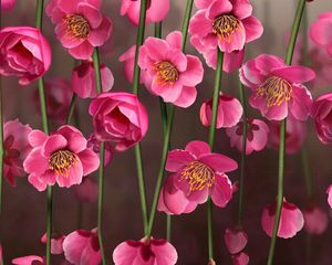 Preview wallpaper flowers, small, stems, close-up