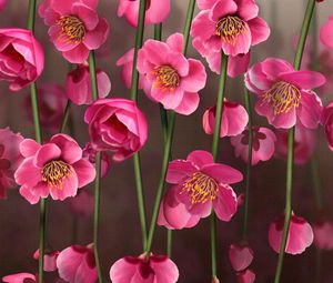 Preview wallpaper flowers, small, stems, close-up