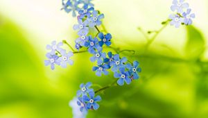 Preview wallpaper flowers, small, stems, greenery, blurring