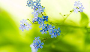 Preview wallpaper flowers, small, stems, greenery, blurring