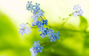 Preview wallpaper flowers, small, stems, greenery, blurring