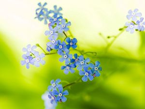 Preview wallpaper flowers, small, stems, greenery, blurring