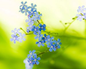 Preview wallpaper flowers, small, stems, greenery, blurring