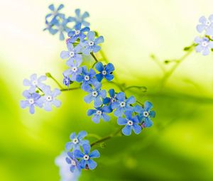 Preview wallpaper flowers, small, stems, greenery, blurring