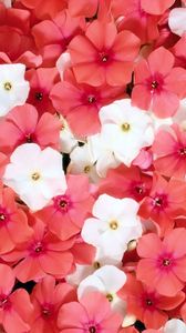 Preview wallpaper flowers, small, white, pink