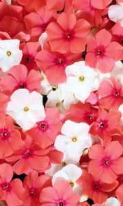 Preview wallpaper flowers, small, white, pink