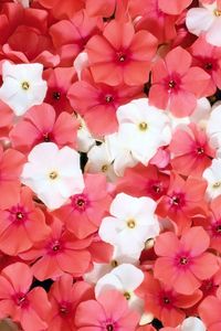 Preview wallpaper flowers, small, white, pink