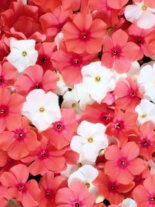 Preview wallpaper flowers, small, white, pink