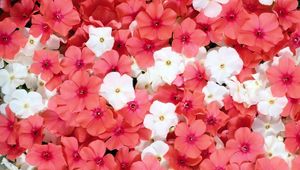 Preview wallpaper flowers, small, white, pink