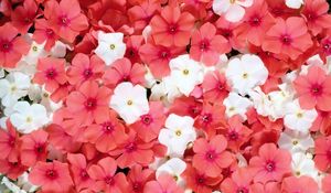 Preview wallpaper flowers, small, white, pink