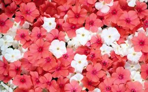 Preview wallpaper flowers, small, white, pink