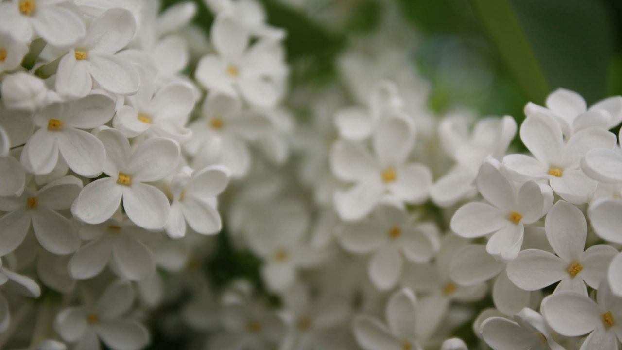 Wallpaper flowers, small, white, blur