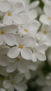 Preview wallpaper flowers, small, white, blur