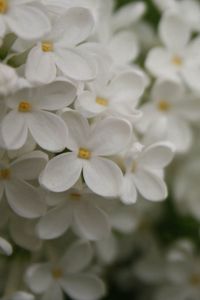 Preview wallpaper flowers, small, white, blur