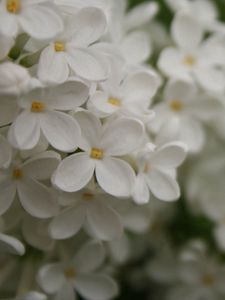 Preview wallpaper flowers, small, white, blur