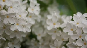 Preview wallpaper flowers, small, white, blur